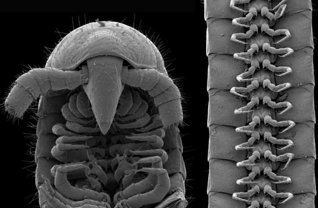 First 'true' Millipede with over 1,000 Legs discovered