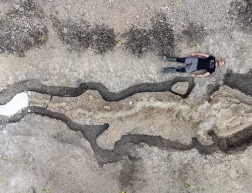 The largest ever ‘Sea Dragon’ Skeleton discovered