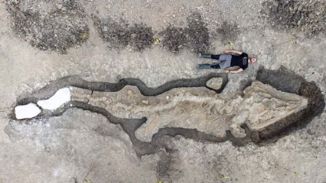 The largest ever 'Sea Dragon' Skeleton discovered
