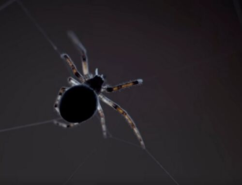 Why Spider Silk is Stronger Than Steel