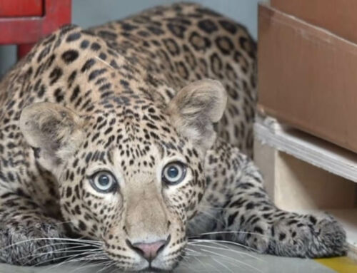 Leopard shuts down a Mercedes-Benz Plant