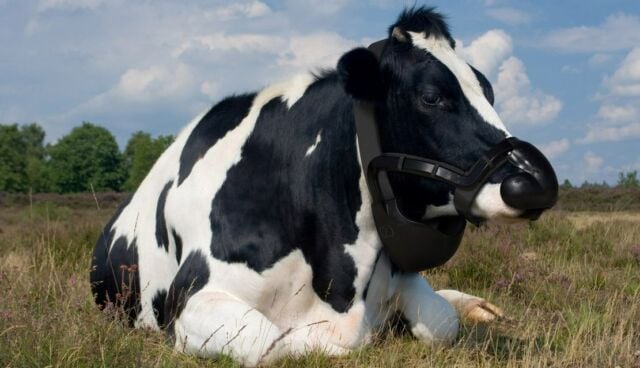Methane Reducing Wearable for Cows among Award Winners