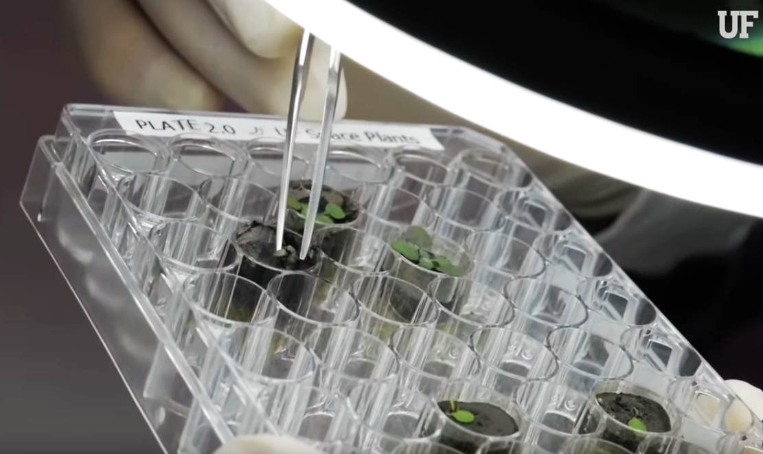 Scientists Grow Plants in Lunar Soil for the first time