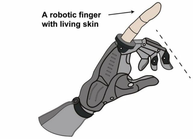 Scientists develop ‘Living Skin’ for Robots