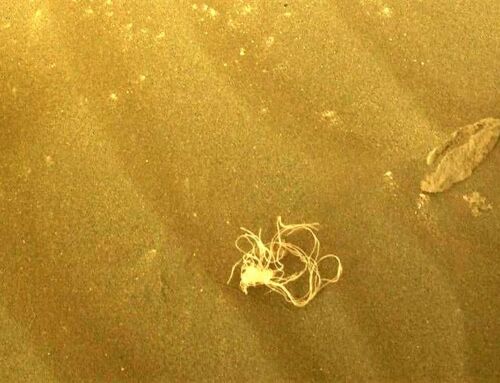 A Strange Tangle spotted on Mars