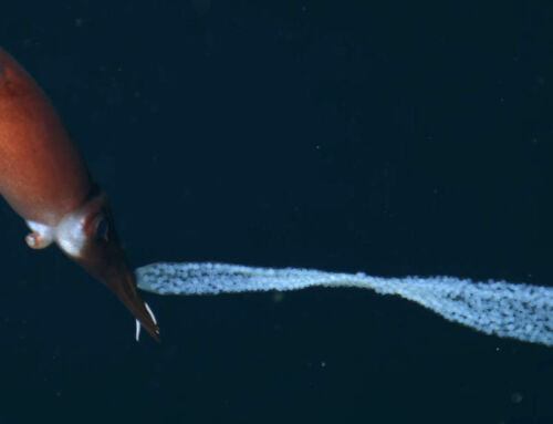 Deep-sea squid mom carries eggs to keep them safe
