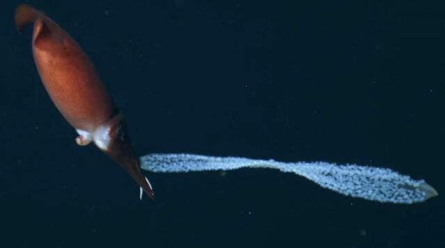 Deep-sea squid mom carries eggs to keep them safe