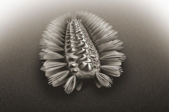 500-million-years-old Worm resembles the Ancestor of 3 major Groups of Living Animals