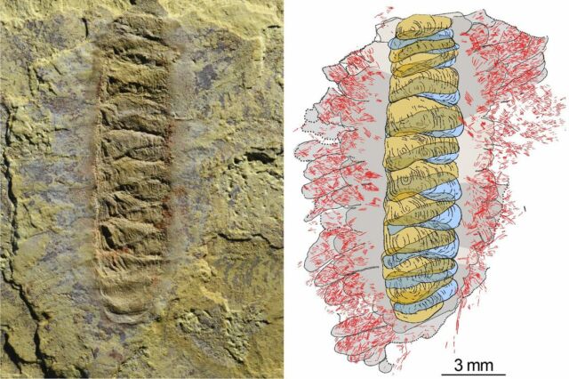 500-million-years-old Worm resembles the Ancestor of 3 major Groups of Living Animals
