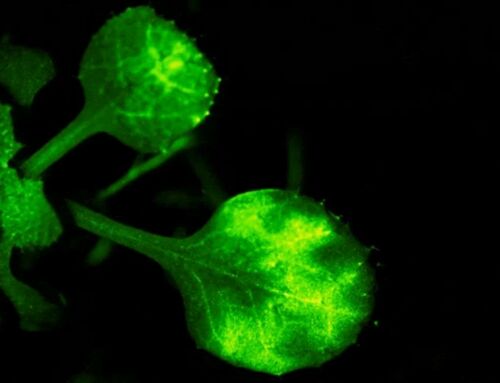 Footage Shows Plants ‘Talking’ to Each Other