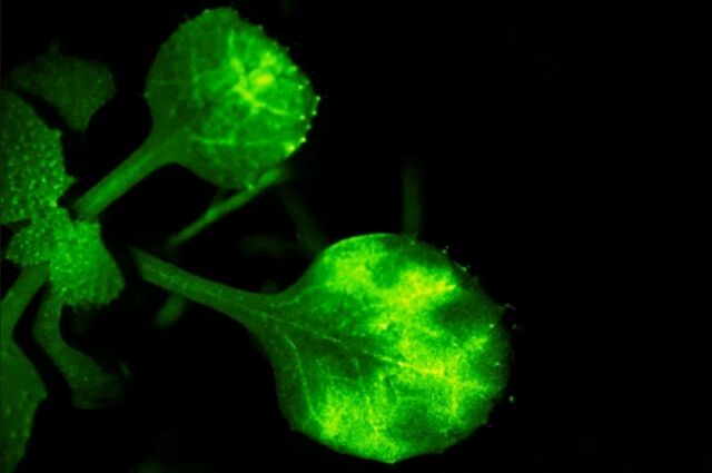 Plants ‘Talking’ to Each Other