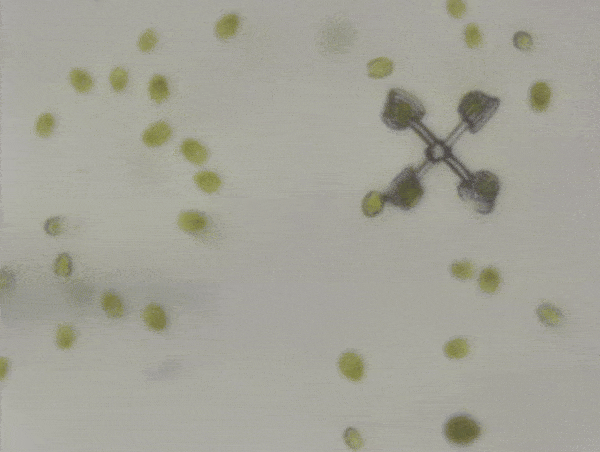 Tiny Micromachines steered by Microorganisms 4 Tiny Micromachines steered by Microorganisms