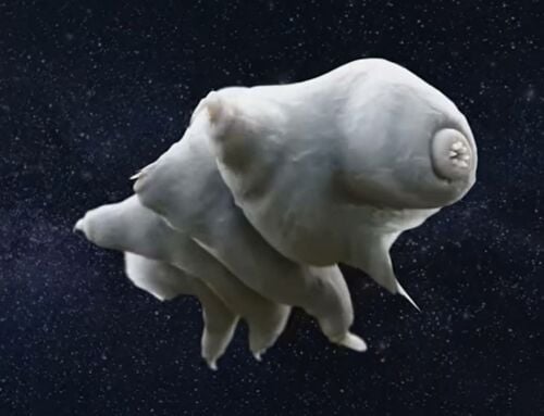 We Finally Understand why Tardigrades Refuse to Die