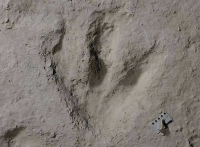 166 Million Years Old Dinosaur Footprints (2)