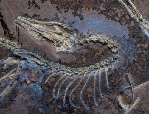 Incredible Detail Archaeopteryx Fossil discovered