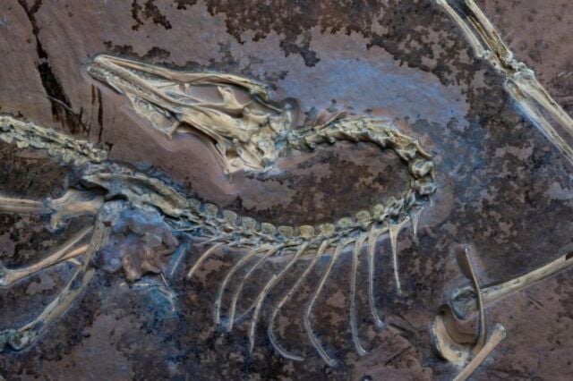 Archaeopteryx Fossil 