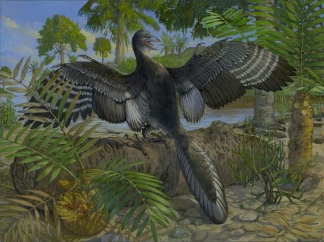 Archaeopteryx 