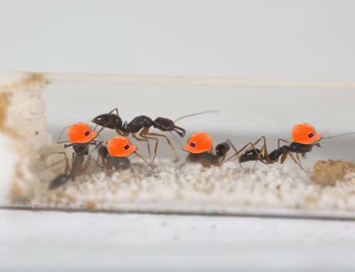 Simulating an Ant Colony For 100 Days