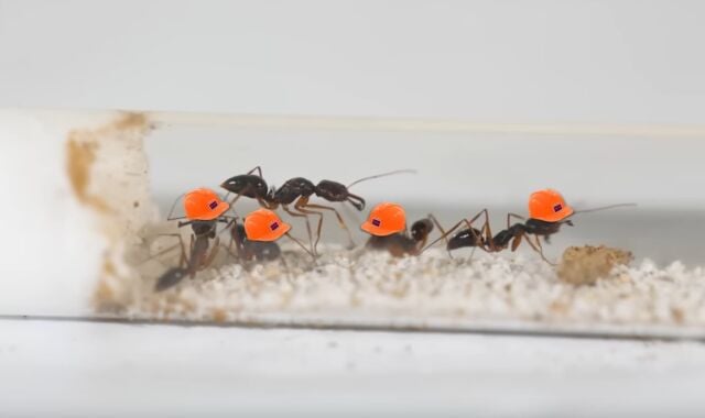 Simulating an Ant Colony For 100 Days