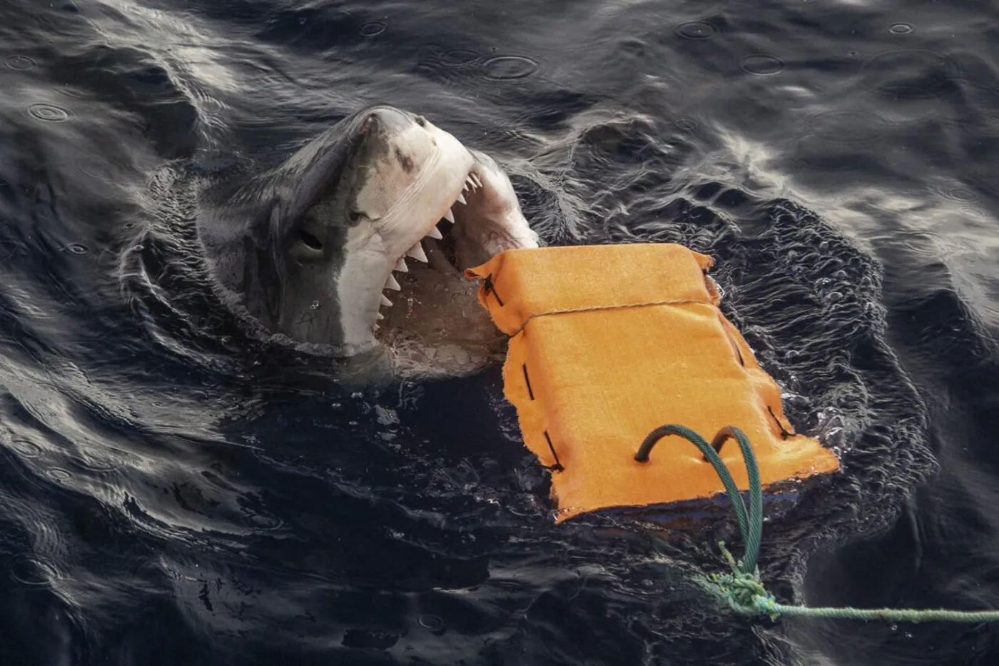 Shark Bite-Resistant Wetsuit