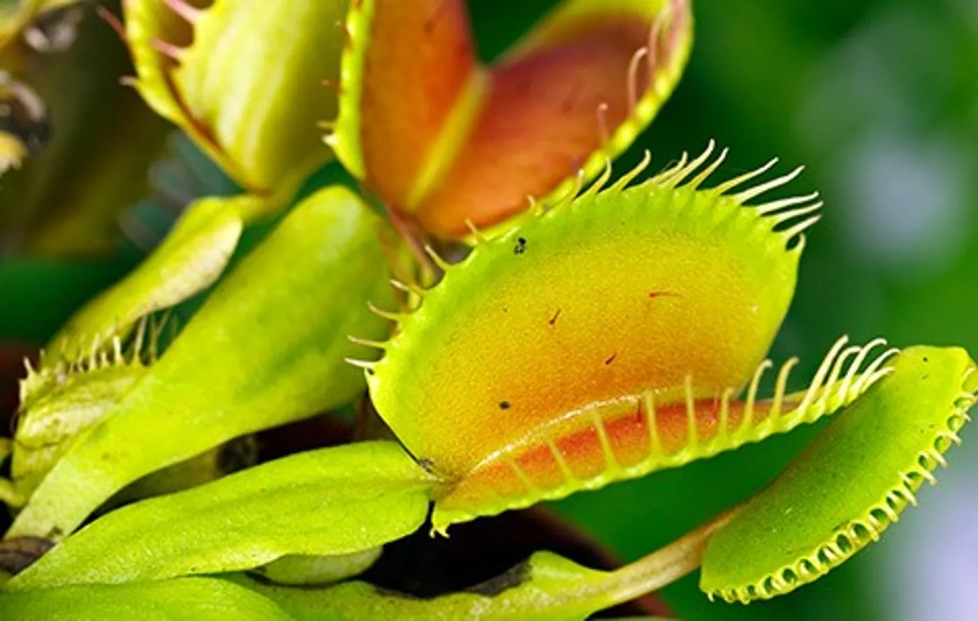 Carnivorous Plant Venus Flytrap