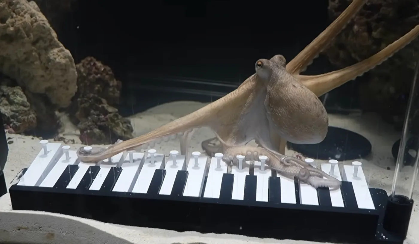Octopus Playing Piano