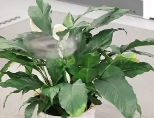 New Drone becomes almost Invisible in Flight